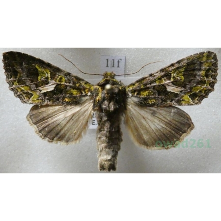 Trachea atriplicis (Linnaeus, 1758) male Agatówka łobodnica Czech11f